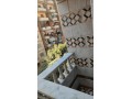 shk-llbyaa-bhdayk-alzyton-small-0